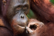 ORANGUTAN