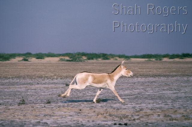 ACTION;ASIA;ASSES;DESERTS;ENDANGERED;LANDSCAPES;MAMMALS;PERISSODACTYLA;PROFILE;RUNNING;VERTEBRATES