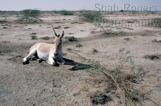 ASIA;ASSES;DESERTS;ENDANGERED;MAMMALS;PERISSODACTYLA;SITTING;VERTEBRATES