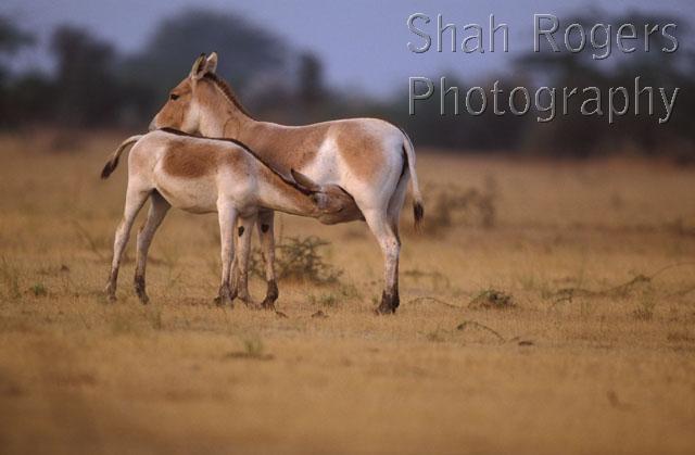 ASIA;ASSES;BABIES;DESERTS;ENDANGERED;FAMILIES;FEEDING;FEMALES;JUVENILE;MAMMALS;PARENTAL;PERISSODACTYLA;VERTEBRATES