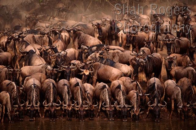AFRICA;ANTELOPES;ARTIODACTYLA;BOVIDS;DRINKING;GROUPS;HORIZONTAL;MAMMALS;RESERVE;RIVERS;VERTEBRATES;WILDEBEESTS
