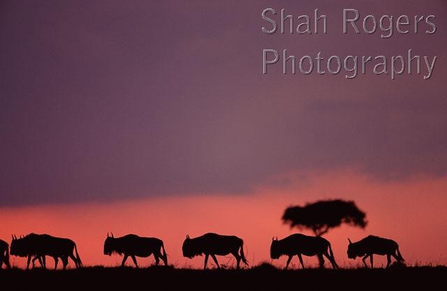 AFRICA;ANTELOPES;ARTIODACTYLA;BOVIDS;DUSK;HORIZONTAL;MAMMALS;PINK;SILHOUETTES;SUNSET;VERTEBRATES;WILDEBEESTS