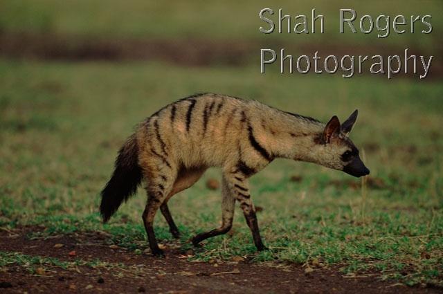 Aardwolf (Proteles cristatus) walking across savanna. East Africa.