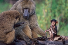 AFRICAN PRIMATES - BABOONS