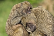 AFRICAN PRIMATES - BABOONS