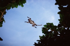 ZANZIBAR RED COLOBUS