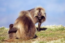 AFRICAN PRIMATES - GELADA