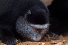 AFRICAN PRIMATES - GUENONS