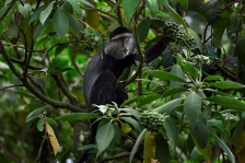 AFRICAN PRIMATES - GUENONS