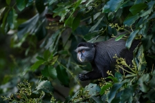 AFRICAN PRIMATES - GUENONS