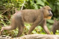 AFRICAN PRIMATES - MANDRILLS