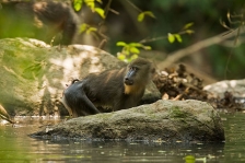 AFRICAN PRIMATES - MANDRILLS
