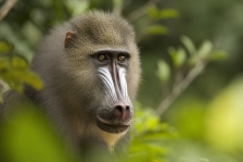 AFRICAN PRIMATES - MANDRILLS