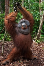 BORNEAN ORANGUTAN