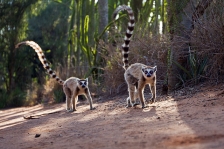 AFRICAN PRIMATES - LEMURS & SIFAKAS