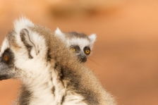RING-TAILED LEMUR