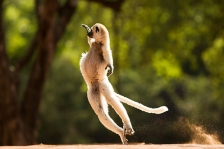 VERREAUX'S SIFAKA