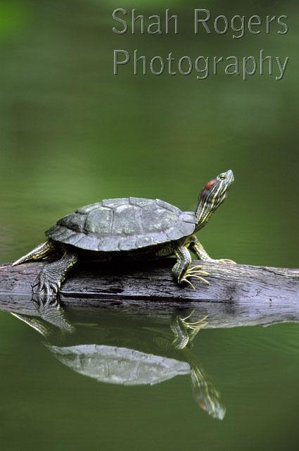 ASIA;CHELONIA;PROFILE;REFLECTIONS;REPTILES;TURTLES;VERTEBRATES;VERTICAL;WATER;WETLANDS