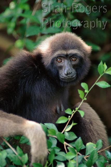 BLACK;GIBBONS;MAMMALS;PORTRAITS;VERTEBRATES;VERTICAL