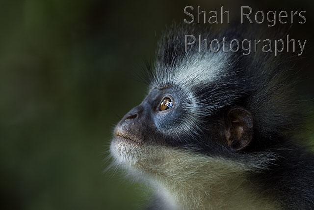 Thomas Leaf monkey female _ portrait (Presbytis thomasi). Gunung Leuser ...