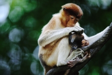 ASIAN PRIMATES - PROBOSCIS