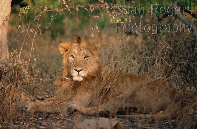ASIA;BIG-CATS;CARNIVORES;ENDANGERED;LIONS;MALES;MAMMALS;PORTRAITS;VERTEBRATES