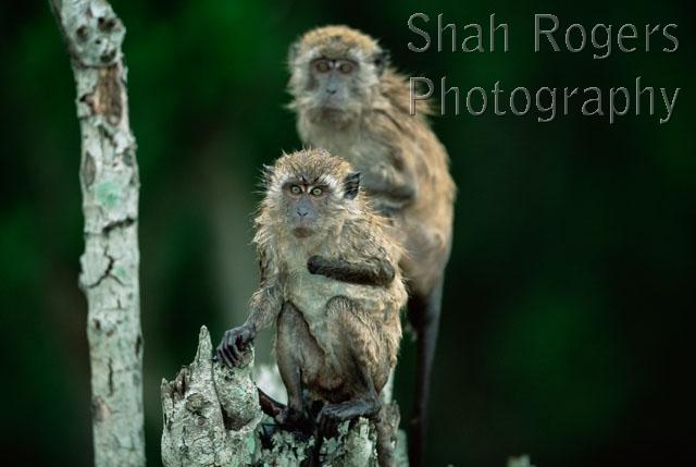 Long_tailed or Crab_eating Macaques (Macaca fascicularis) drying off ...