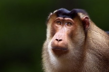 SOUTHERN OR SUNDA PIG-TAILED MACAQUE