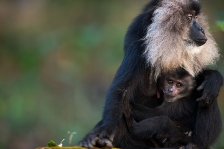 LION-TAILED MACAQUE