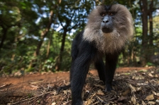 LION-TAILED MACAQUE