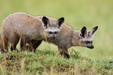 BAT-EARED FOX