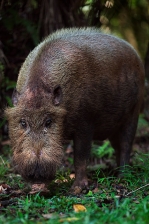 BEARDED PIG