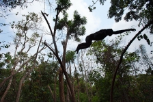 BONOBO
