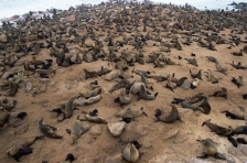 CAPE FUR SEAL