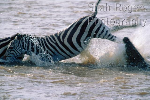 ACTION;AFRICA;ARTIODACTYLA;BEHAVIOUR;CROCODILES;CROCODILIANS;HORIZONTAL;HORRIFIC;HUNTING;MAMMALS;PREDATION;REPTILES;RESERVE;RIVERS;STORY;VERTEBRATES