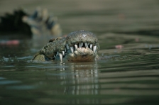 CROCODILE