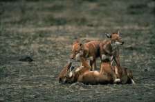 ETHIOPIAN WOLF
