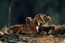ETHIOPIAN WOLF