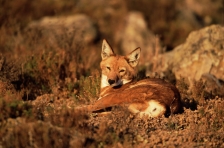 ETHIOPIAN WOLF