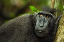 BLACK CRESTED MACAQUE