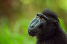 BLACK CRESTED MACAQUE