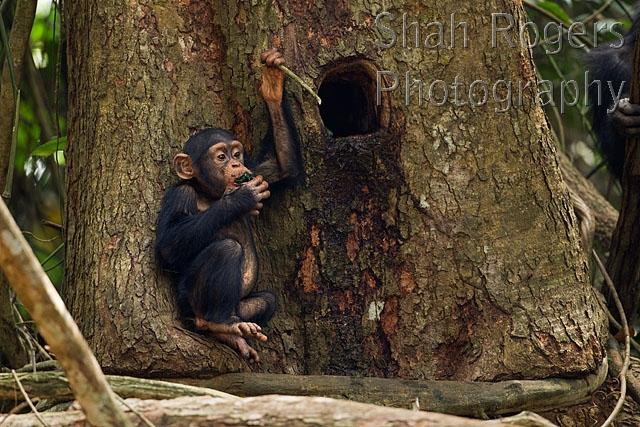 Western chimpanzee infant male 'Flanle' aged 3 years using a leaf tool ...