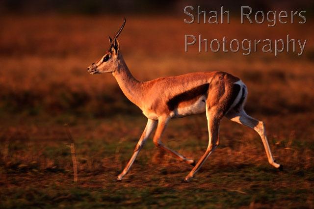 AFRICA;ANTELOPES;ARTIODACTYLA;BOVIDS;GAZELLES;GRASSLAND;HORIZONTAL;MALES;MAMMALS;PROFILE;RESERVE;RUNNING;SAVANNA;VERTEBRATES