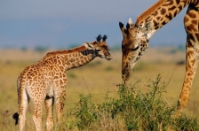 GIRAFFE