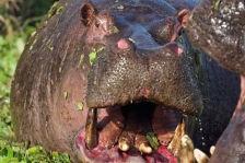 HIPPOPOTAMUS