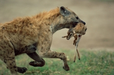 HYENA