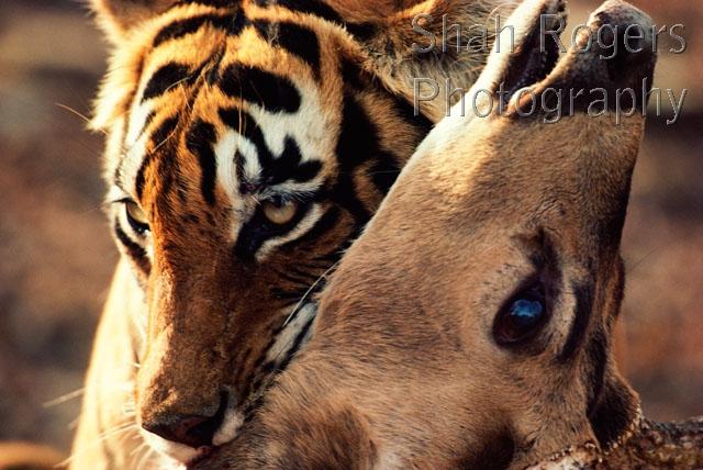 Bengal tiger killing chital by biting neck to suffocate (Panthera