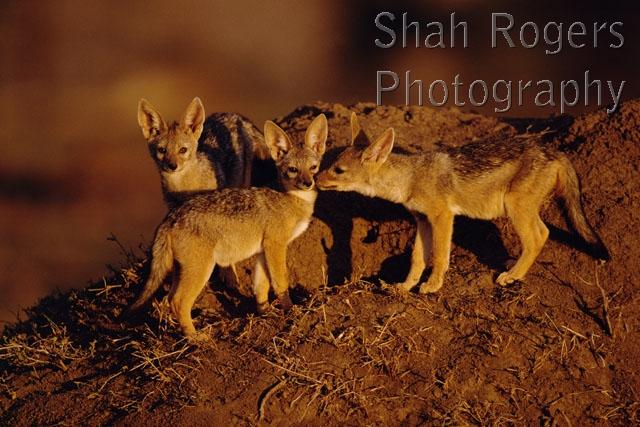 Three Black Backed Jackals At Den In Evening Light Canis Mesomelas 