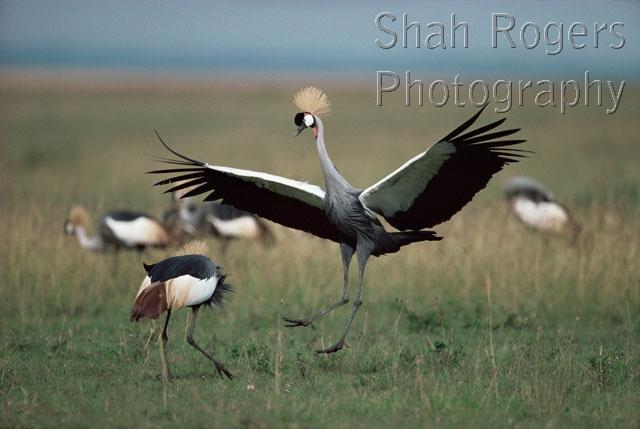 ACTION;BIRDS;COURTSHIP;CRANES;DISPLAY;EAST-AFRICA;MALE-FEMALE-PAIR;SAVANNA;VERTEBRATES;dancing;mating behaviour