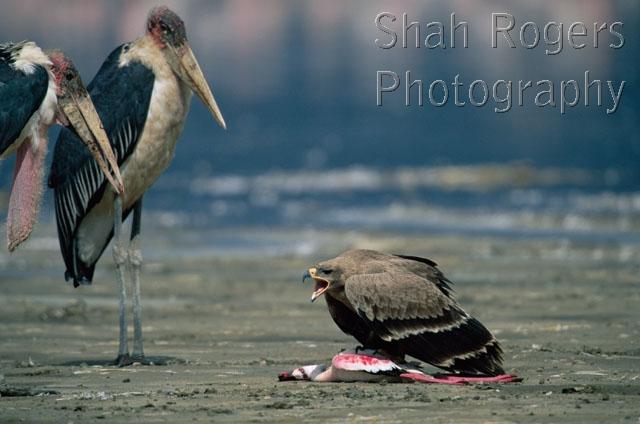 AGGRESSION;BEHAVIOUR;BIRDS;BIRDS-OF-PREY;EAGLES;EAST-AFRICA;THREE;VERTEBRATES